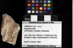 Foto (Objket + Etiketten) von Decapoda indet. 